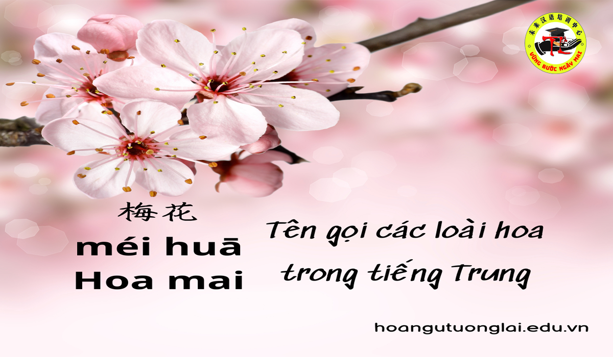 Tên gọi các loài hoa trong tiếng Trung